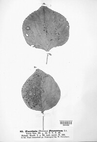Tranzschelia pruni-spinosae image
